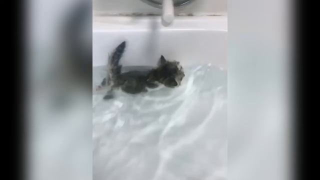 котята милые и пушистые / Cute Kittens