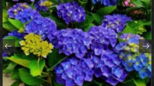 Сажаем гортензия в горшки