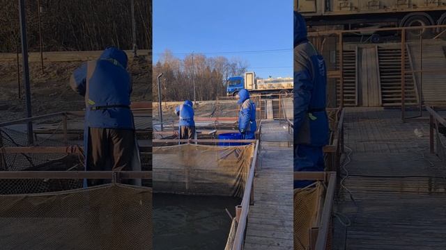 Запуск форели смотреть онлайн