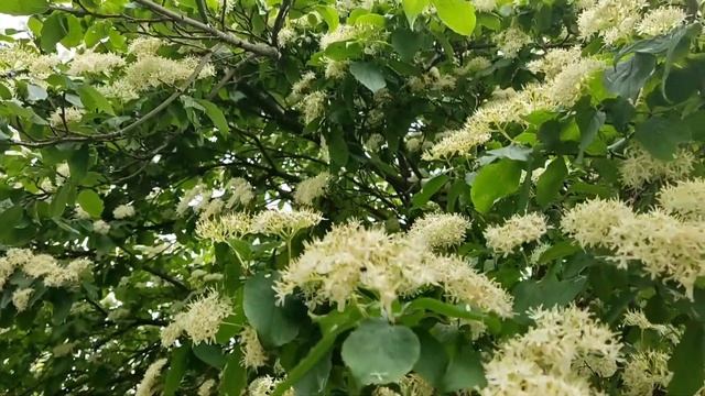 Цветущие деревья весной на Кубани смотреть онлайн
