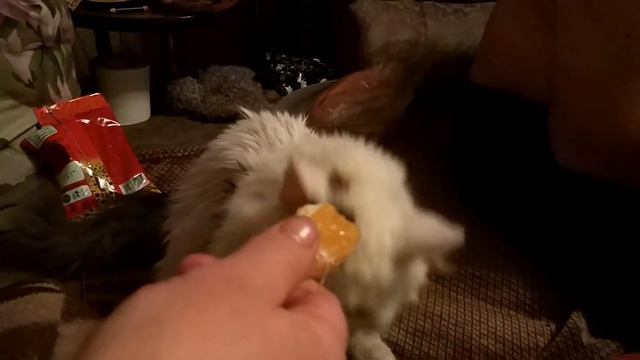 Вместо колбасы