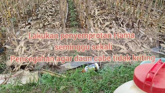Cara tanam Tumpangsari jagung dan cabe merah kriting, umur 0-40 hari смотреть онлайн