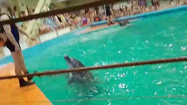 Представление дельфинов в Геленджике, часть 2 смотреть онлайн