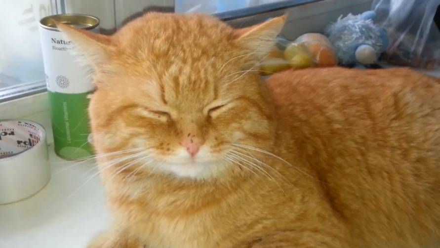 День валерьянки смотреть онлайн