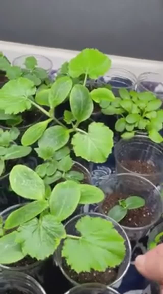 Рассада… подготовка парника… 8 марта 2025 смотреть онлайн