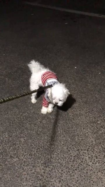 Dog Refuses to Go Home / Max, the Maltese смотреть онлайн