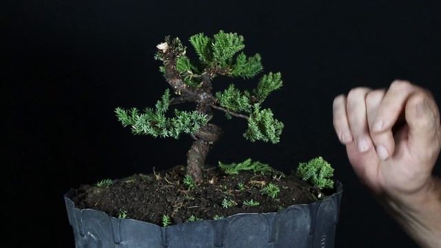 BONSAI PEQUENO. UM TRABALHO COMPLETO COM JUNIPERUS