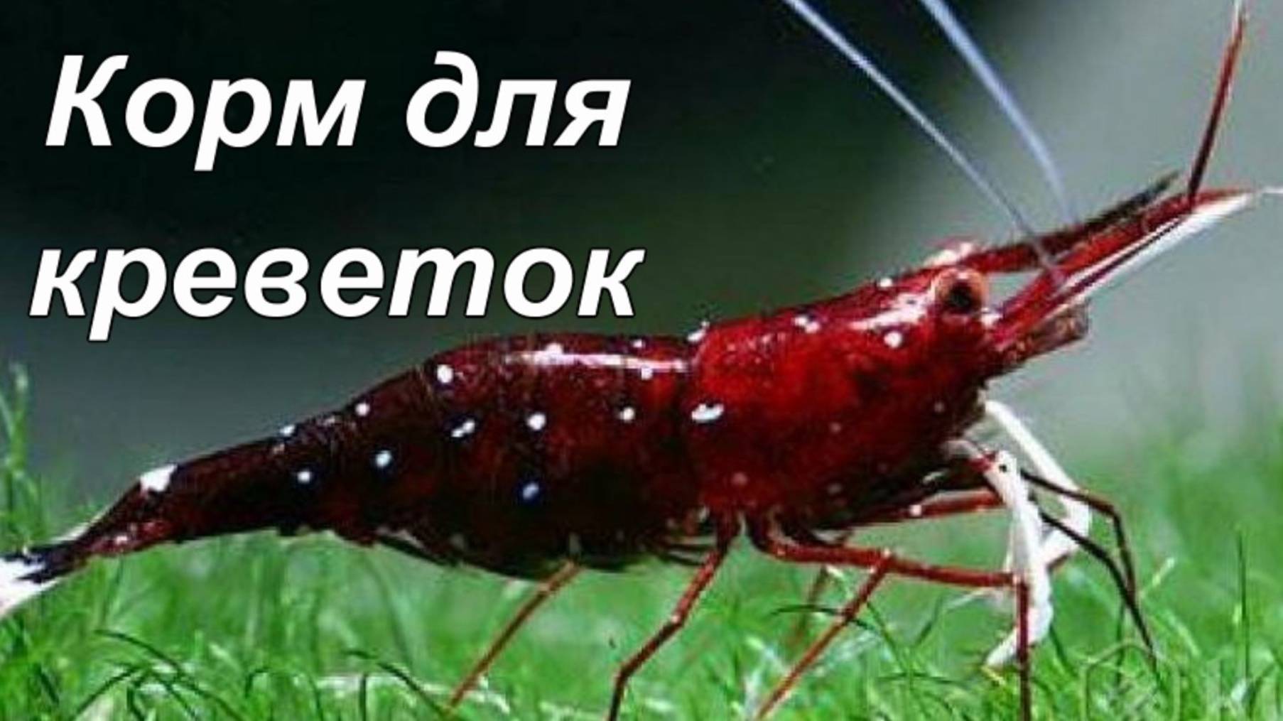 Корм для аквариумных креветок. смотреть онлайн