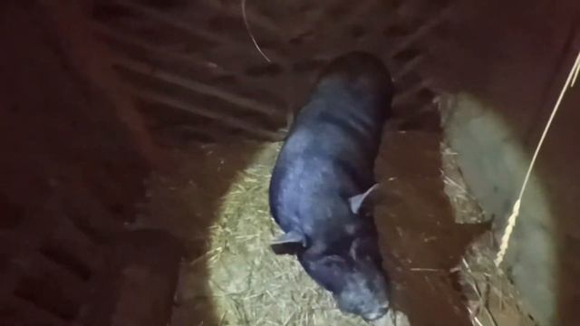 ПОЕЗДКА НА ЧУЖОЕ ХОЗЯЙСТВО. ВЬЕТНАМСКИЕ СВИНКИ, КОЗОЧКИ, УТКИ И КУРЫ МОЕГО ЗНАКОМОГО