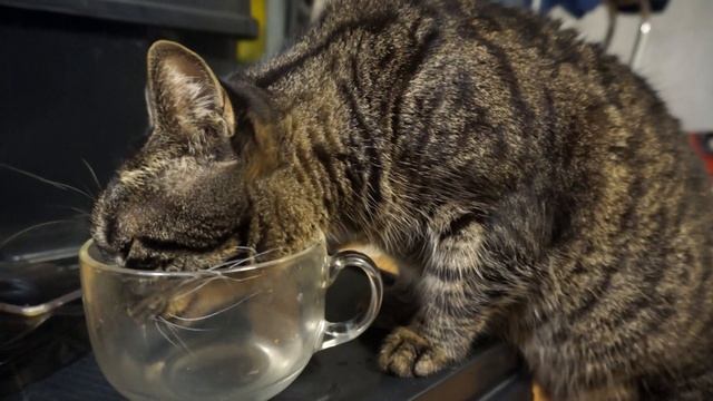 Кот пьет воду из кружки АСМР! Cat drinks water from a mug of ASMR! смотреть онлайн