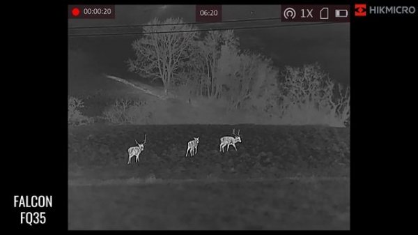 HIKMICRO Falcon FQ50 Pro 50mm Hand Held Thermal Imager Monocular Wildlife Footage