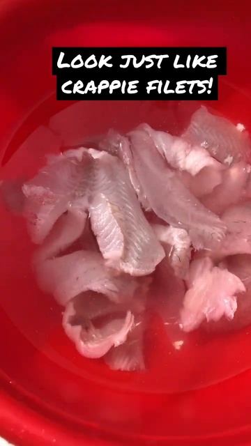 Great tasting bait fish! #saltwaterfishing #shorts #fishingshorts #mujarra смотреть онлайн