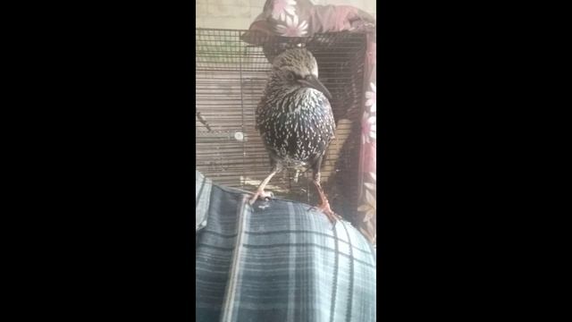 Семка совсем заболталась