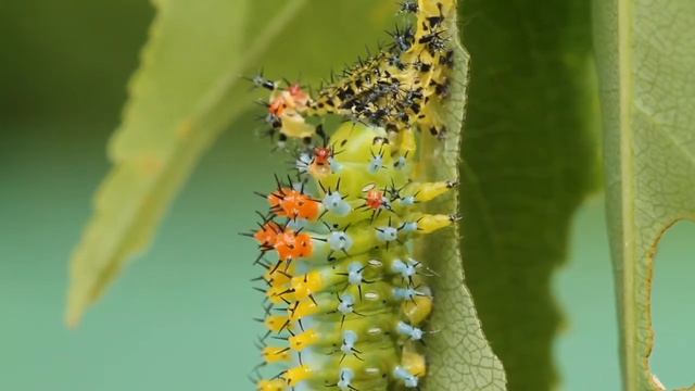 Cecropia Caterpillar Eating Its Cast Skin To Recycle Nutrients