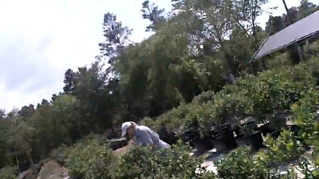 № 760 США На уборке голубики - Blueberry Farmer, Fl 2011 смотреть онлайн