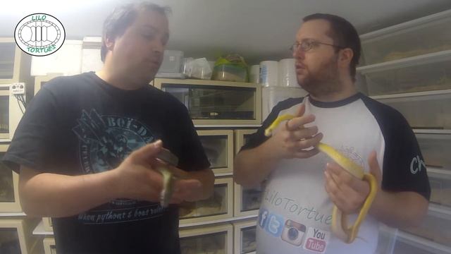 Présentation Elaphe Climacophora