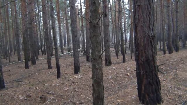 Ветер в лесу, деревья шумят смотреть онлайн