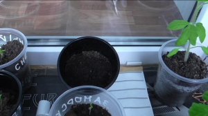 Как долго всходят баклажаны