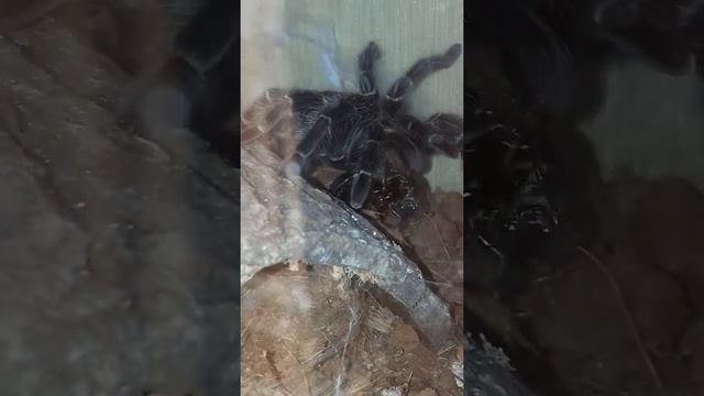 Корм Тарантула.