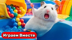 Умный хомяк выбирается из СЛОЖНОГО Лабиринта с ловушками и ШАРИКАМИ ! Видео для детей