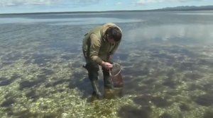 Золото Сахалина лежит под ногами. Собираем морепродукты, которые купить не просто