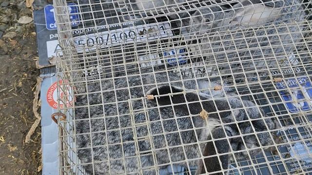 9.03.2025 г Ярмарка Ленинградской ч. 2 смотреть онлайн