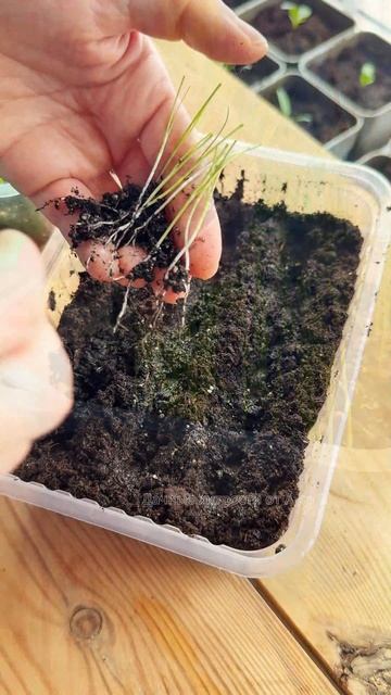 Пикировка лука-порея. смотреть онлайн