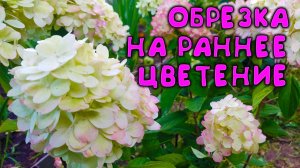 МАЛО КТО ЗНАЕТ, что после такой обрезки МЕТЕЛЬЧАТАЯ гортензия БОНФАЕР цветет огромными шапками 🌺