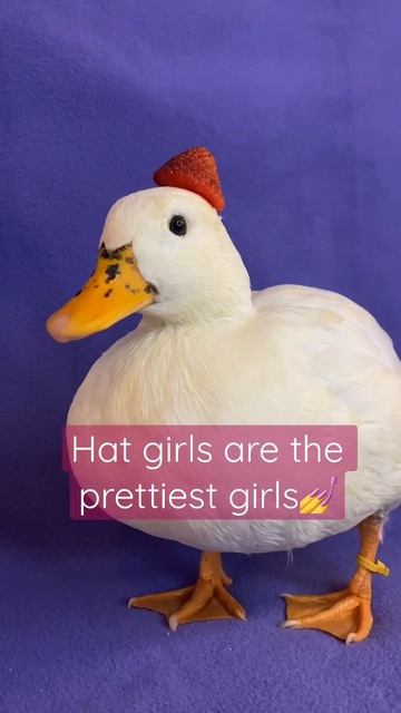 Gorgeous gorgeous duck 🦆 #Shorts #Hats #PetsOfShorts смотреть онлайн