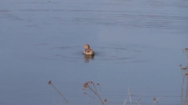 Вызаривание подсадных уток и отбор по рабочим качествам 2020г смотреть онлайн