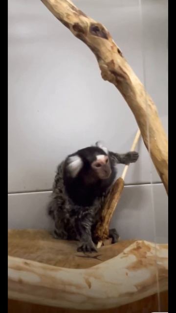 #shortvideo #обезьянкидома #доброевидео #игрунка #monkey #zoo #animal #ютубканал #король #мультики смотреть онлайн