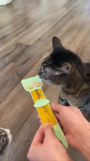 Ложка для питомца AliExpress смотреть онлайн