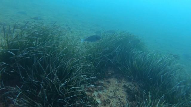 2019 diving in Malta - Tug 2 & Cirkewwa reef смотреть онлайн