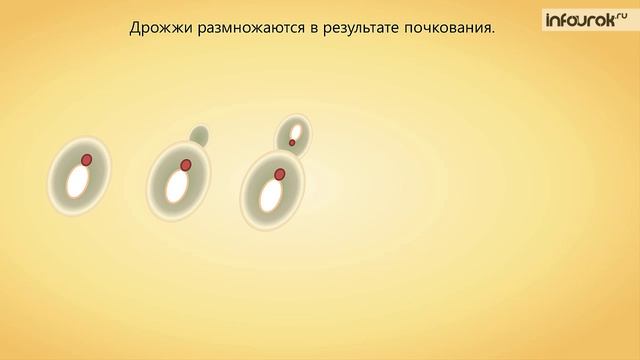 9. Плесневые грибы и дрожжи смотреть онлайн