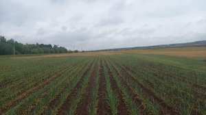 Результат работы гербицида Гаур, с внесением под лист чеснока.