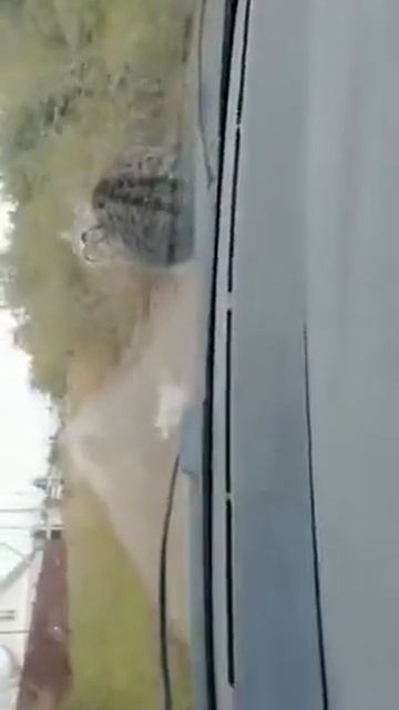 Болтик любит кататься ))) Волгоградская область, Суровикино))) смотреть онлайн