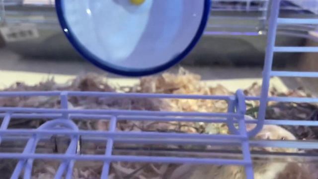 ПРОФЕССИОНАЛЬНАЯ УБОРКА У ХОМЯКОВ смотреть онлайн