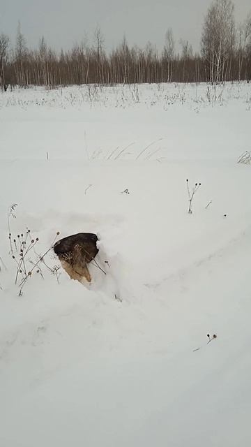 Подснежная собака на охоте #юмор смотреть онлайн