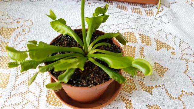 Venus Flytrap in Bloom - 05.05.2017 смотреть онлайн
