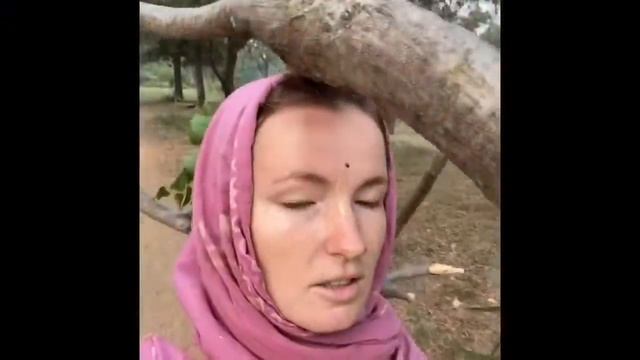 Ветки на парикраме. Говардхан 14 окт 2020