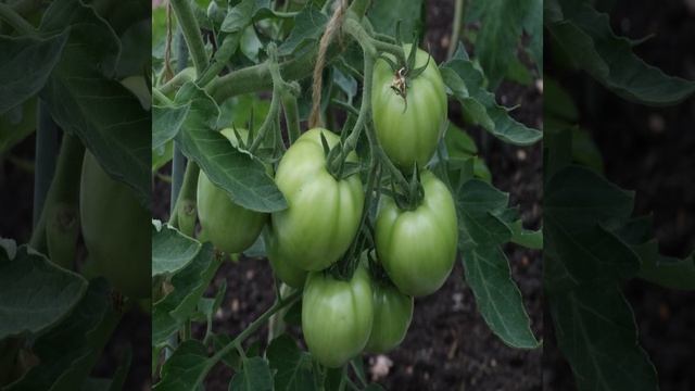 Чем подкормить герань, чтобы цвела ярко и пышно: средство за три копейки