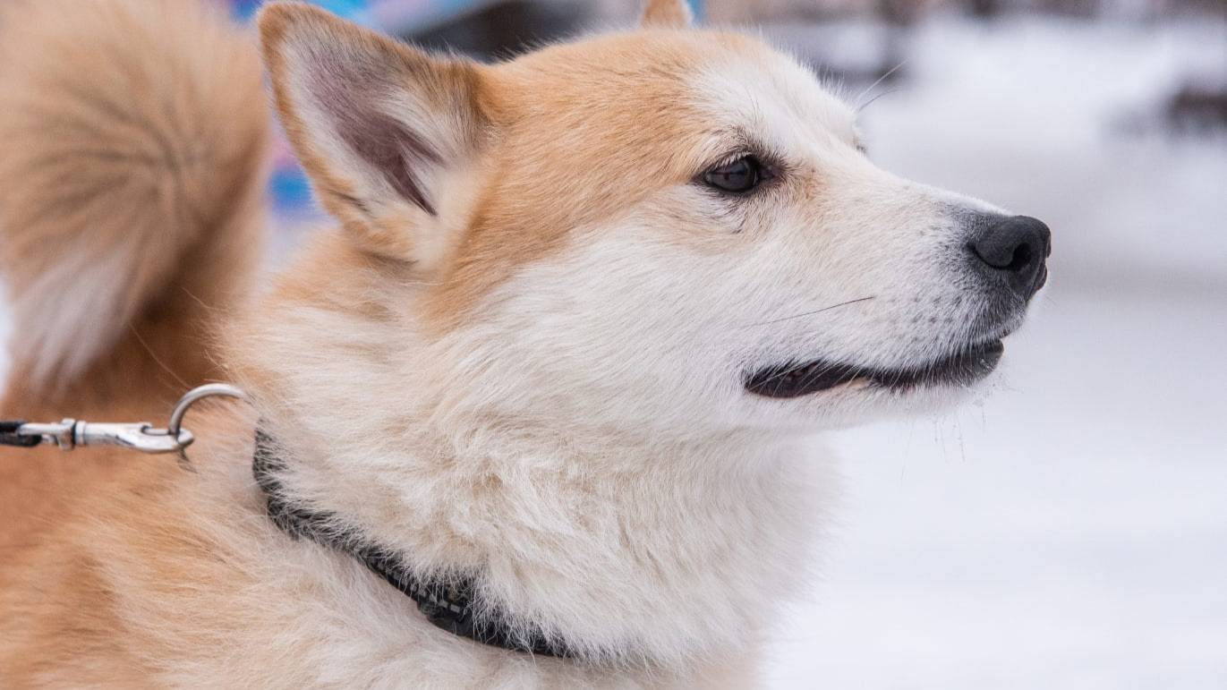 Тимка смотреть онлайн