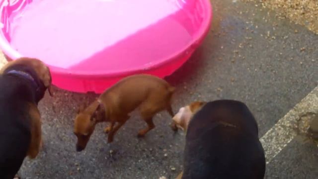Charlie, Butler, Roxey, Cammie Lee, Kanye, Herman, Milly, Squirt, Brindi смотреть онлайн
