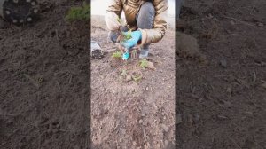 Как размножить ель Nidiformis