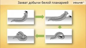 12. Тип Плоские черви.  Класс Ресничные черви
