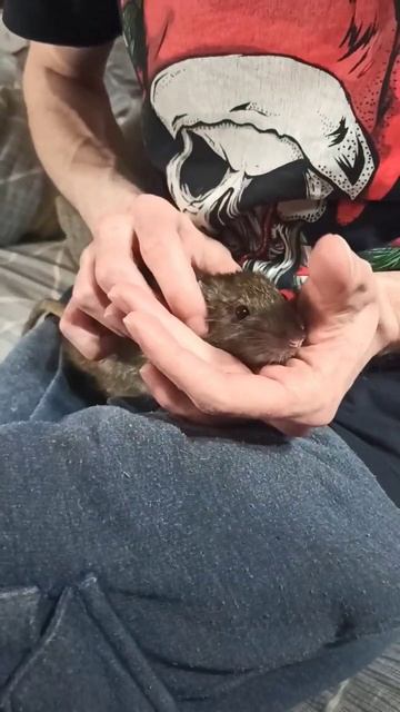 Пасюк опять подставил. 🤬 Ни дня без приключений. 🤨 #wildrats #дикиекрысы #волонтерство #cuterats