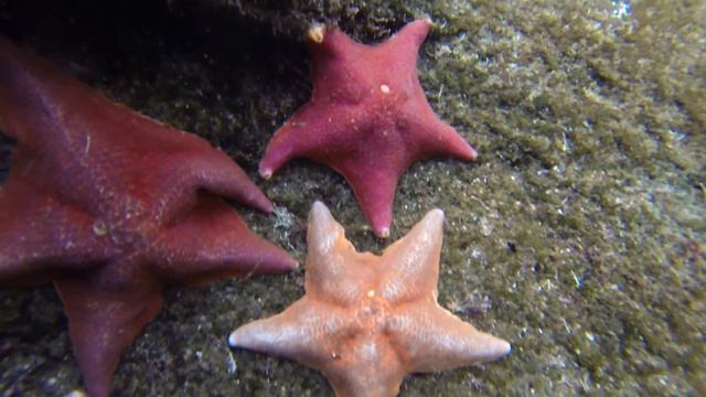 Sea World Starfish Underwater view with Go Pro Hero 3 Black смотреть онлайн
