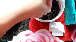 Сею на Рассаду Многолетний ЦВЕТОК сорта Кореопсис "МАХРОВОЕ СОЛНЫШКО"!!!  4.3.24г.