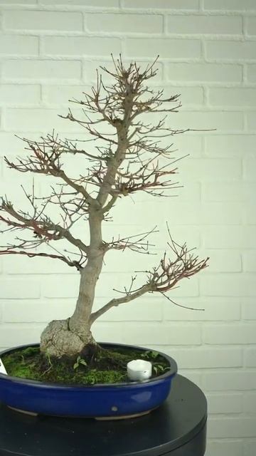 H&H Bonsai: Bonsai Acer palmatum HH6839 @ www.henhbonsai.nl смотреть онлайн