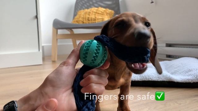 Teething mini dachshund puppy смотреть онлайн